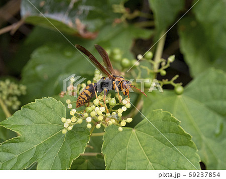 野ぶどうの花に来るセグロアシナガバチの写真素材