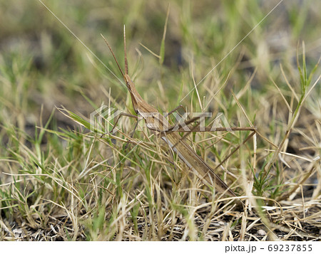 ショウリョウバッタ ショウリョウバッタ 69237855