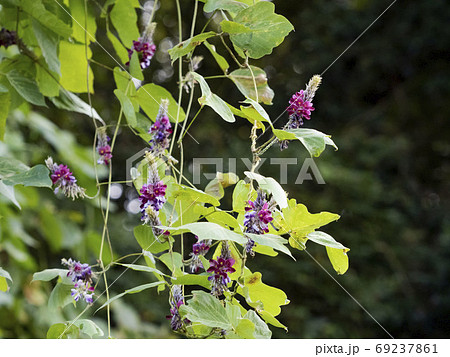クズの花 69237861