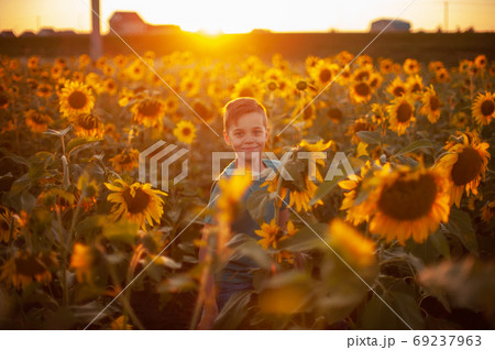Portrait of beautiful blond kid boy on summer sunflower field 69237963