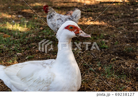 close up portrait Muscovy Duck, Cairina moschata, standing on a meadow with a chicken in background 69238127