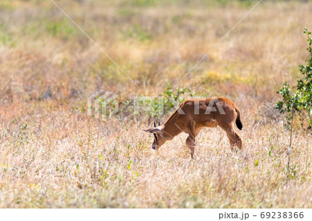 An Oryx family stands in the pasture surrounded by green grass a 69238366