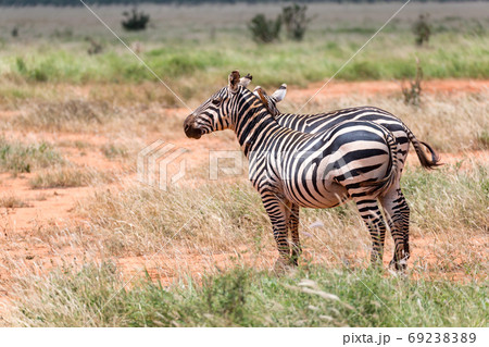 Two zebras stand in the vast landscape of a savannah Two zebras stand in the vast landscape of a savannah 69238389