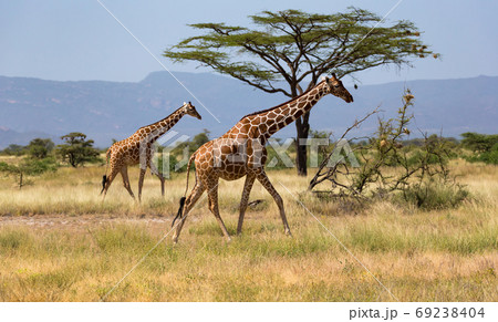 Giraffes in the savannah of Kenya with many trees and bushes in 69238404