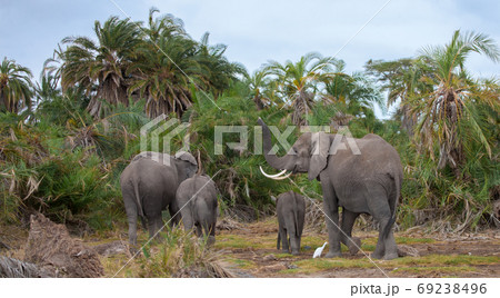 an elephant family in the savannah of Kenya an elephant family in the savannah of Kenya 69238496