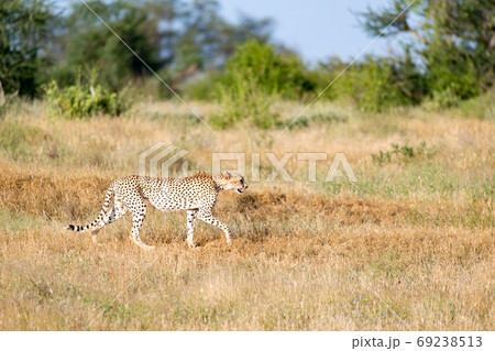 Cheetah in the grassland of the savannah in Kenya Cheetah in the grassland of the savannah in Kenya 69238513