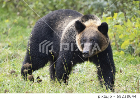 草地を歩くエゾヒグマ 69238644
