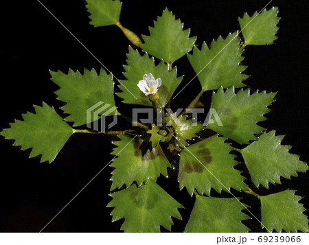 池の水面で咲くヒシの花の写真素材 [69239066] - PIXTA