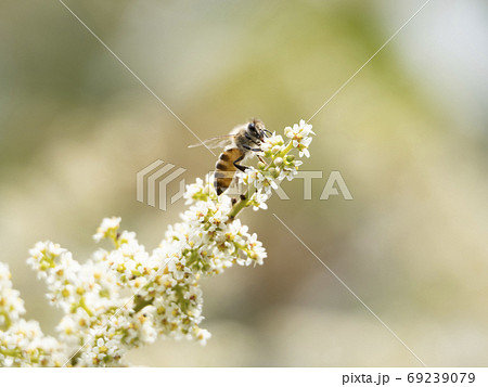 ヌルデの花に集まるニホンミツバチの写真素材