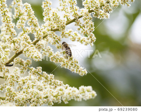 ヌルデの花に集まるニホンミツバチの写真素材