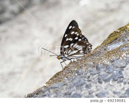 ゴマダラチョウ 69239081