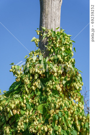 Wild hop thickets 69239252