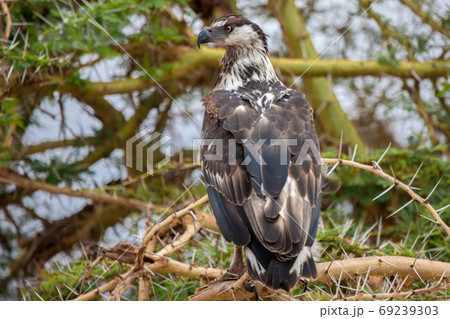 Big bird is sitting on the tree, on safari in Kenya Big bird is sitting on the tree, on safari in Kenya 69239303