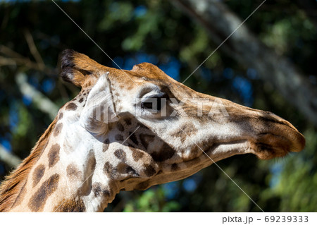 A close-up of a giraffe's head 69239333