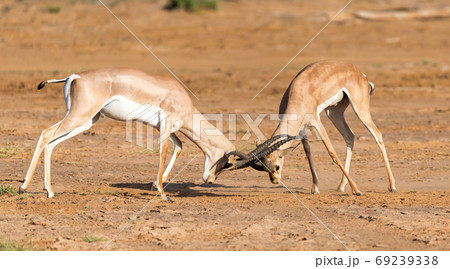 A battle of two Grant Gazelles in the savannah of Kenya 69239338