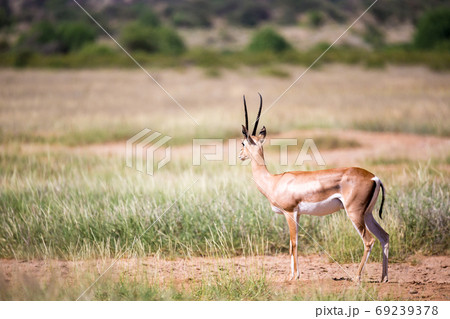 Some antelopes in the grass landscape of Kenya Some antelopes in the grass landscape of Kenya 69239378