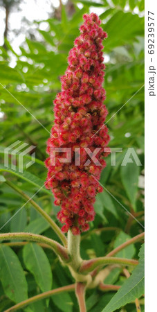 Rhus typhina red flower over green background Rhus typhina red flower over green background 69239577