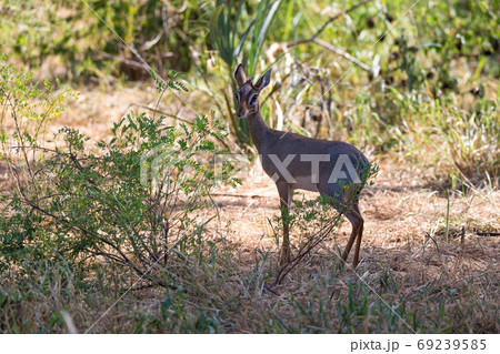 Native antelopes in the grasland of the Kenyan savannah Native antelopes in the grasland of the Kenyan savannah 69239585