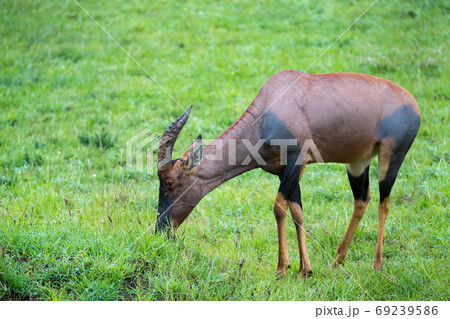 Topi antelope in the grassland of Kenya's savannah Topi antelope in the grassland of Kenya's savannah 69239586