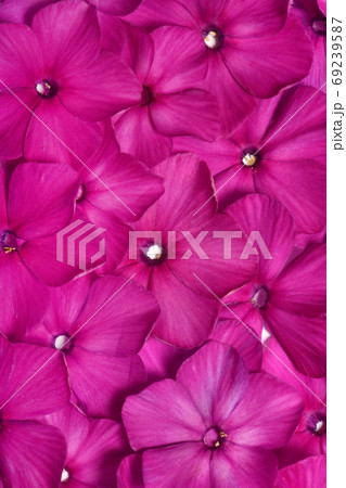 Purple hydrangea background Purple hydrangea background 69239587