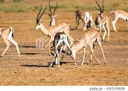 A battle of two Grant Gazelles in the savannah of Kenya A battle of two Grant Gazelles in the savannah of Kenya 69239606