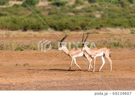 Grant Gazelle in the savannah of Kenya Grant Gazelle in the savannah of Kenya 69239607
