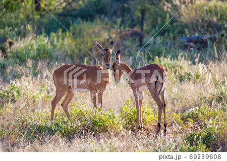 Two impalas stand together in the grass landscape Two impalas stand together in the grass landscape 69239608