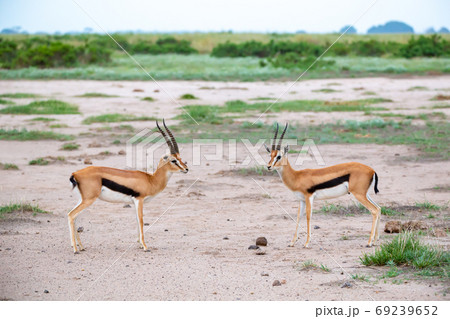 Thomsons gazelle in the grassland of Kenya with a lot of plants 69239652