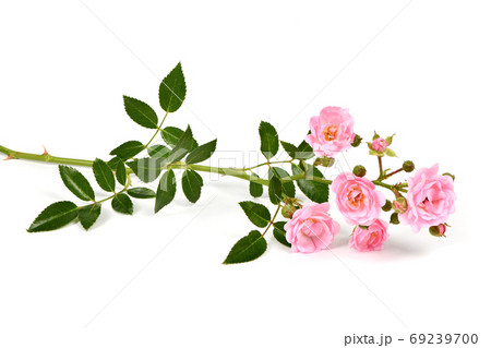 Branch of pink rose flower 69239700