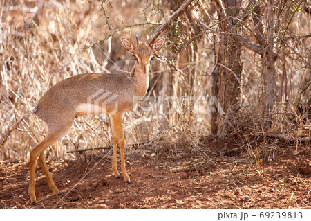 Antelope is standing in the savannah of Kenya, dik-dik 69239813