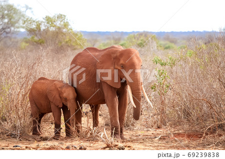 Elephants standing in the grassland of Kenya, on safari Elephants standing in the grassland of Kenya, on safari 69239838