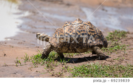 A little turtle is walking on the street 69239839