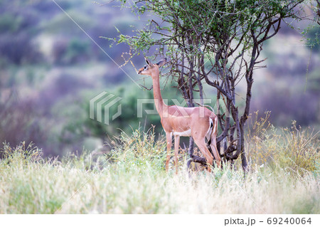 Native antelopes in the grasland of the Kenyan savannah Native antelopes in the grasland of the Kenyan savannah 69240064