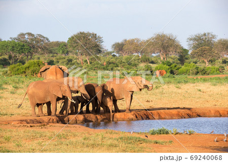 A family of red elephants at a water hole in the middle of the s A family of red elephants at a water hole in the middle of the s 69240068