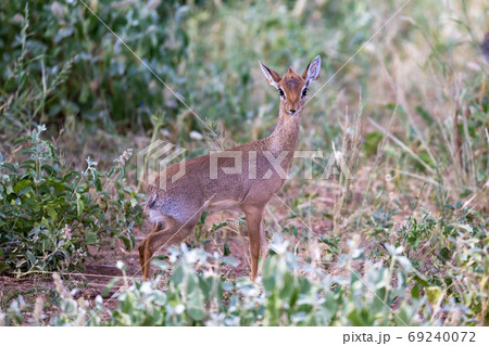 Some antelopes in the grass landscape of Kenya Some antelopes in the grass landscape of Kenya 69240072
