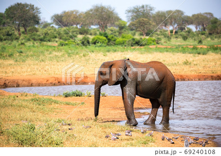A family of red elephants at a water hole in the middle of the s A family of red elephants at a water hole in the middle of the s 69240108