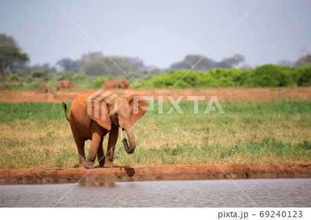 One red elephant is drinking water on the waterhole 69240123