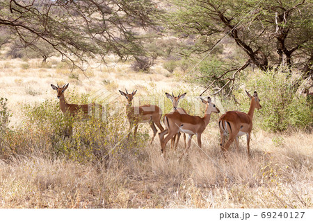Some gazelles hide behind the bushes in the savannah Some gazelles hide behind the bushes in the savannah 69240127