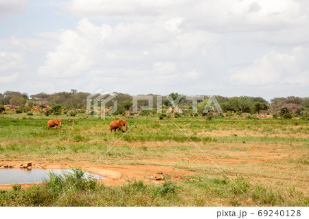 Elephants are walking throught the savannah near the waterhole 69240128