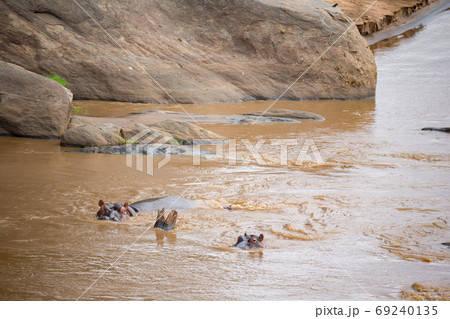A lot of hippos in the mara river 69240135