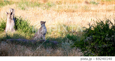 Cheetah in the grassland of the savannah in Kenya 69240140