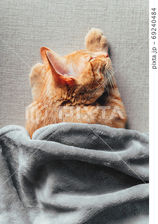 Cute ginger kitten sleeps Cute ginger kitten sleeps 69240484