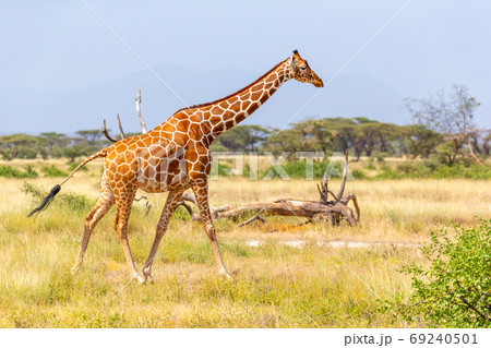 Somalia giraffe goes over a green lush meadow Somalia giraffe goes over a green lush meadow 69240501
