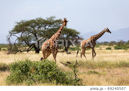 Giraffes in the savannah of Kenya with many trees and bushes in 69240507