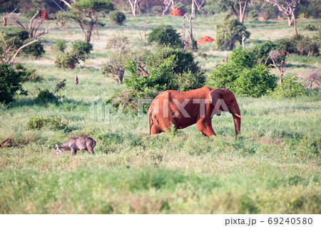 A big red elephant walks through the savannah between many plant A big red elephant walks through the savannah between many plant 69240580