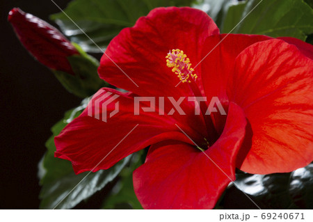 ハイビスカス　赤い花 69240671