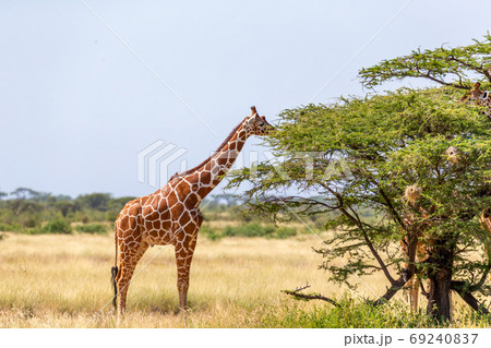 Somalia giraffes eat the leaves of acacia trees Somalia giraffes eat the leaves of acacia trees 69240837