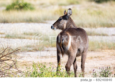 A waterbuck is looking for something in the savannah A waterbuck is looking for something in the savannah 69240840