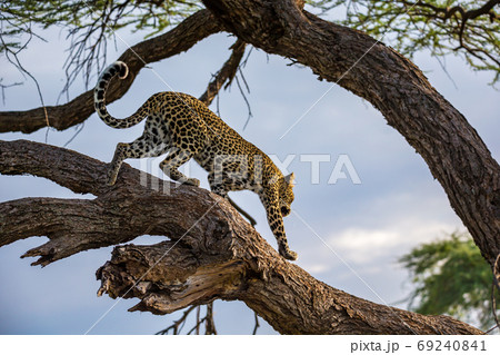 A leopard is walking up and down the tree on its branches 69240841