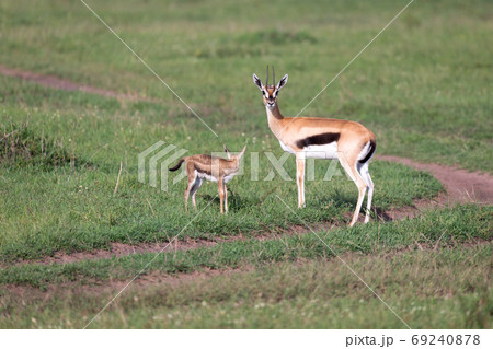 A Thomson's gazelle with her offspring in the savanna 69240878